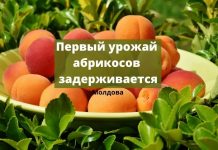 Абрикосы в Молдове поспеют позже Первый урожай абрикосов задерживается