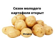 Цены на молодой картофель в Молдове высокие Сезон молодого картофеля открыт