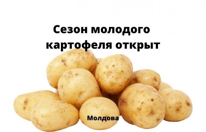 Сезон молодого картофеля открыт Сезон молодого картофеля открыт
