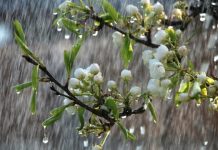 Погода 15 июня в Приднестровье Синоптики прогнозируют грозу