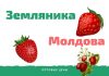 Молдавская земляника пошла на экспорт Земляника