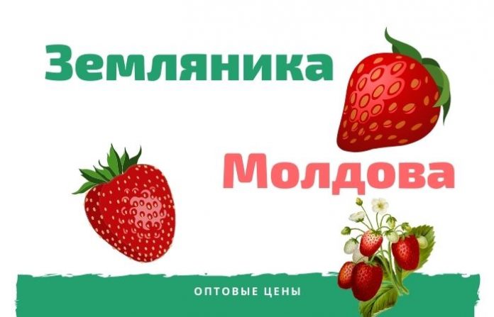 Земляника Земляника