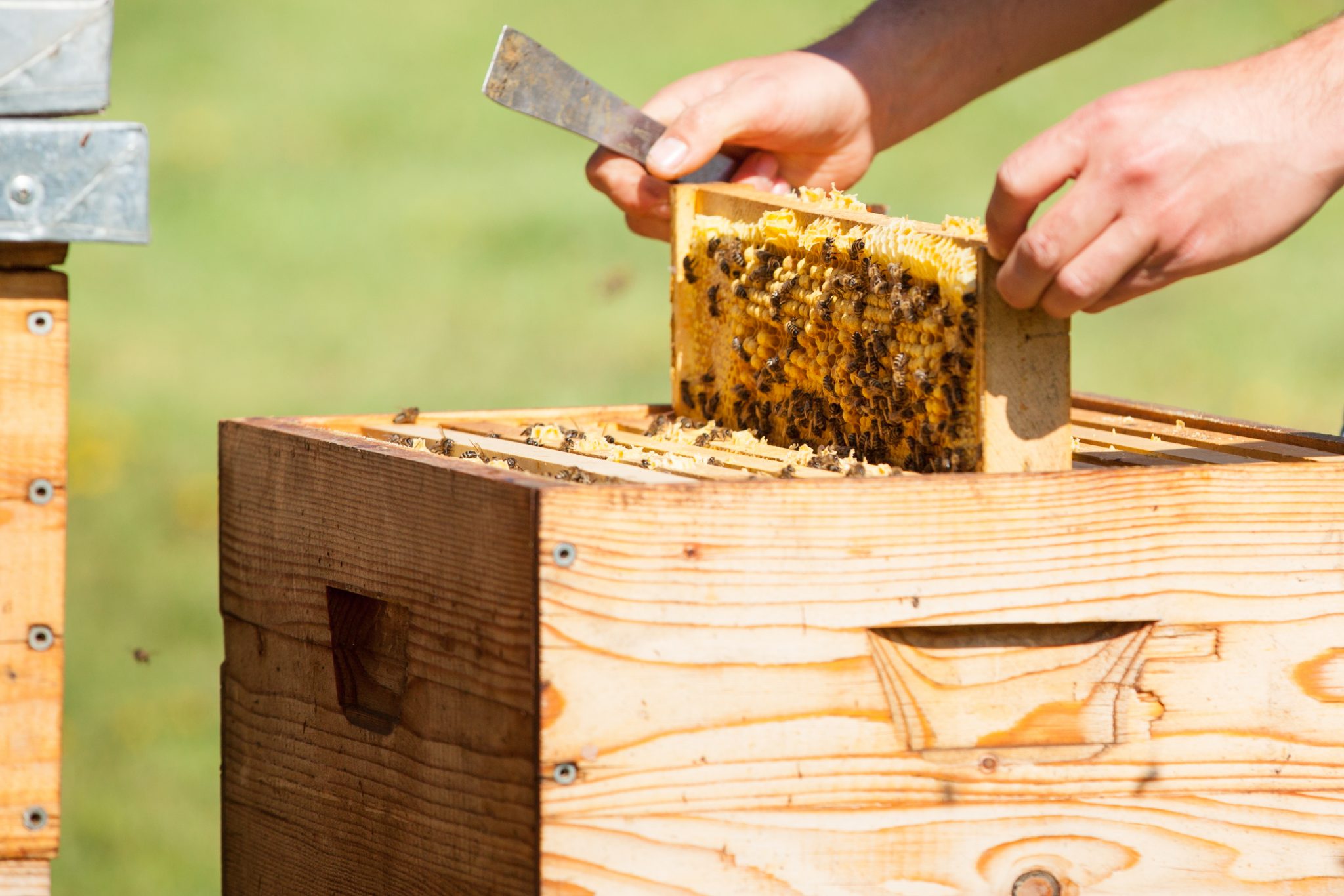 Пчеловодство в Молдове