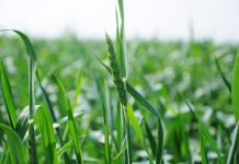 Состояние полей Рыбницкого района оценил глава Минсельхозприроды ПМР Ситуация на полях