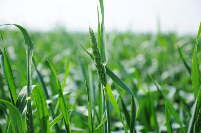 Ситуация на полях