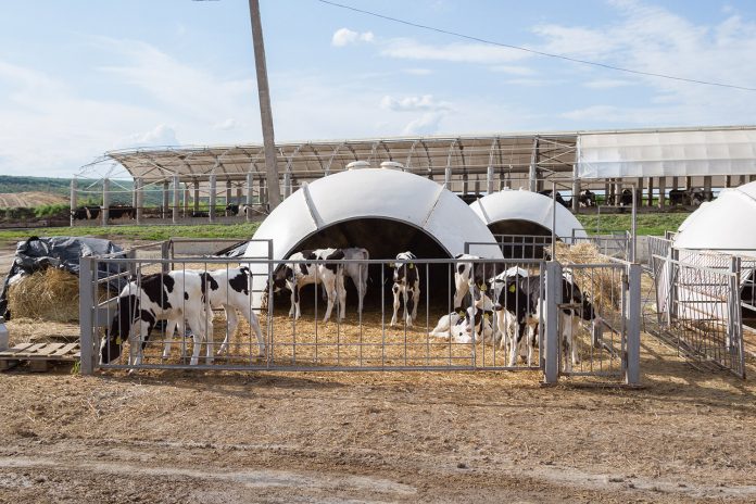 12 Животноводческий комплекс "Фиальт-агро"