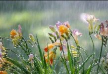 Погода 14 июня 2024 года в Приднестровье дождь, гроза, погода