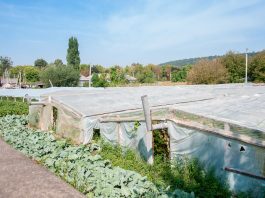 Asfalt de Moldova. Жабка-Подоймица Asfalt de Moldova. Путешествие в Подоймицу