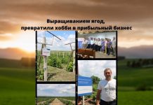 За пять лет при поддержке USAID производители ягод в Приднестровье преобразовали свои хозяйства в прибыльный бизнес прибыльный бизнес