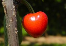 Сезон экспорта молдавской черешни 2023 года завершился увеличением экспорта на рынок ЕС в 12,5 раз черешня