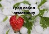 На севере Молдовы от града пострадали плантации земляники Град побил землянику