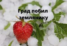 На севере Молдовы от града пострадали плантации земляники Град побил землянику