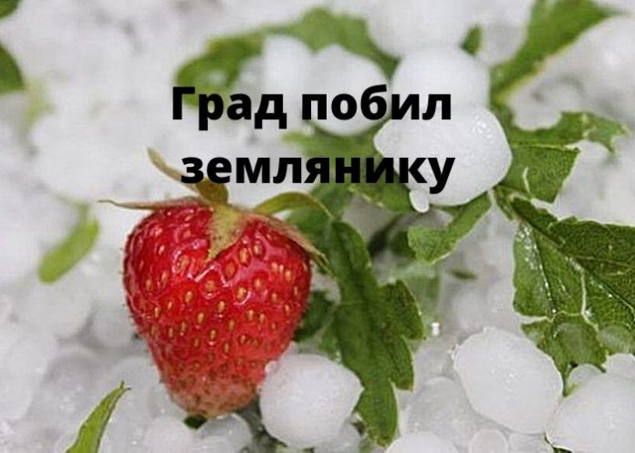 Град побил землянику