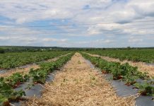 Клубника: качество и цена молдавской ягоды клубника