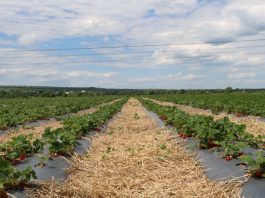 Урожай клубники в 2026 году под вопросом клубника