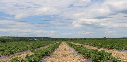 Урожай клубники в 2026 году под вопросом клубника