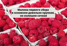 Первая малина в Молдове по оптимальной цене Малина