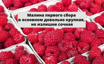 Первая малина в Молдове по оптимальной цене Малина