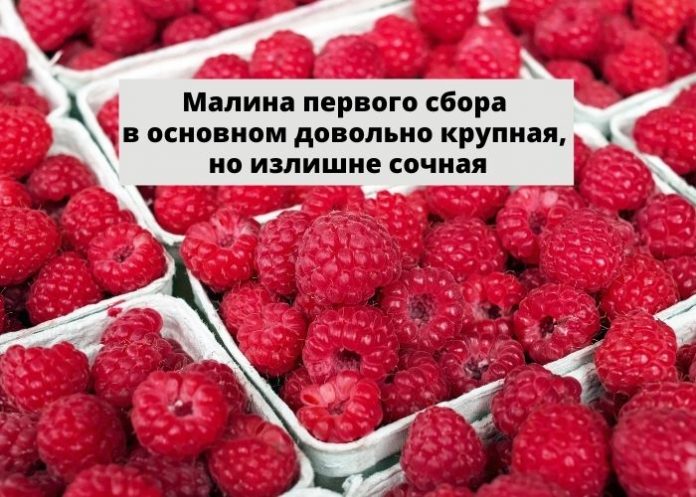 Малина первого сбора в основном довольно крупная, но излишне сочная Малина