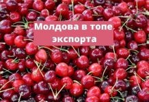 Молдова в топе стран по экспорту черешни Молдова в топе экспорта