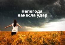 Проливные дожди в Молдове повредили более 100 гектаров садов и 70 гектаров посевов Непогода нанесла удар
