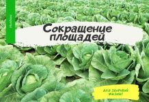 В Молдове сократились площади под капусту Сокращение площадей под капусту