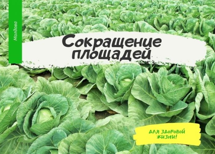Сокращение площадей под капусту