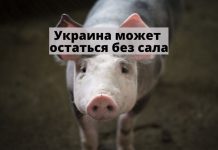 В Украине дефицит сала и свинины собственного производства Украина может остаться без сала