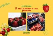 Цены на землянику в магазинах и на рынках сильно отличаются Земляника