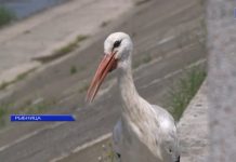 Аист Жорик после нападения Аист Жорик