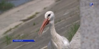 Аист Жорик после нападения Аист Жорик