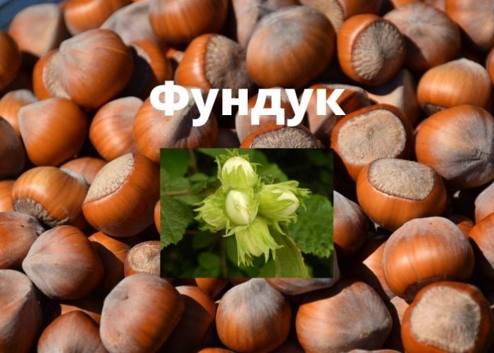 Фундук