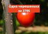 Черешня, 270 долларов за одну ягоду Junohearts! Одна черешенька за 270$