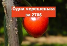 Черешня, 270 долларов за одну ягоду Junohearts! Одна черешенька за 270$