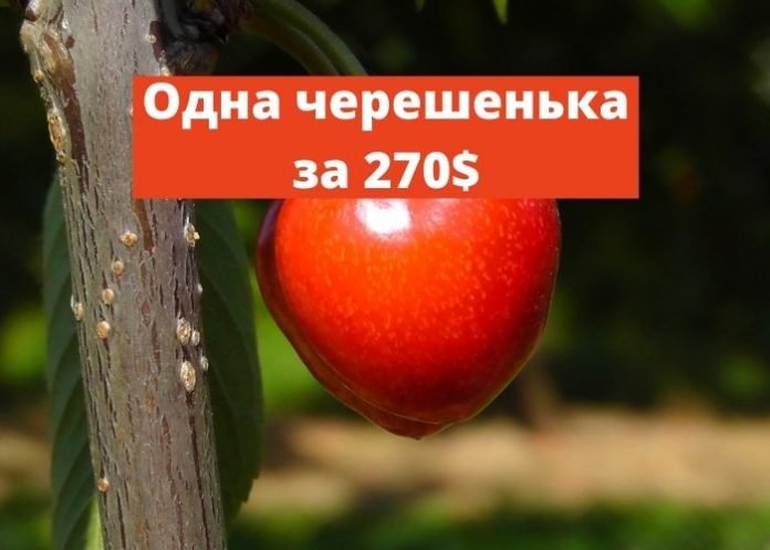 Одна черешенька за 270$
