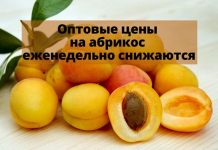 В Молдове постепенно дешевеют абрикосы Оптовые цены на абрикос еженедельно снижаются