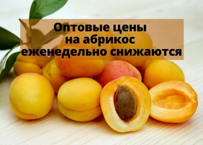 Оптовые цены на абрикос еженедельно снижаются