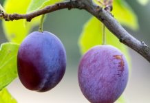 Цена на сливу падает Слива