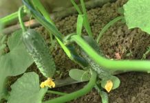 Как отразится подорожание энергоносителей на тепличном бизнесе в Молдове Тепличный бизнес