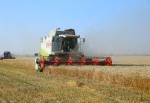 В Приднестровье убраны зерновые первой группы Уборка зерновых первой группы