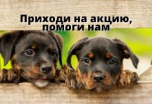 В Рыбнице 3 декабря пройдет благотворительная акция помощи бездомным животным Центру "Белый Бим" нужна помощь