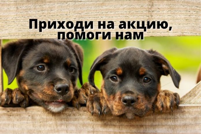 Центру "Белый Бим" нужна помощь