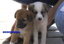 Как рыбничане помогли бездомным животным в ходе акции «Лучший друг» В Рыбнице прошла акция "Лучший друг"