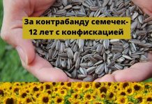 За сбыт контрабанды «семян подсолнечника кондитерского» обвиняемым может грозить до 12 лет тюрьмы с конфискаций имущества За контрабанду семечек-тюрьма с конфискацией