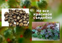 Малыш в Рыбнице попал в реанимацию скушав семена похожие на фасоль Не все красивое съедобно