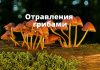 Сезон грибов начался. Девять человек уже отравились грибами в Молдове Отравления грибами