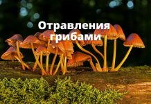Сезон грибов начался. Девять человек уже отравились грибами в Молдове Отравления грибами