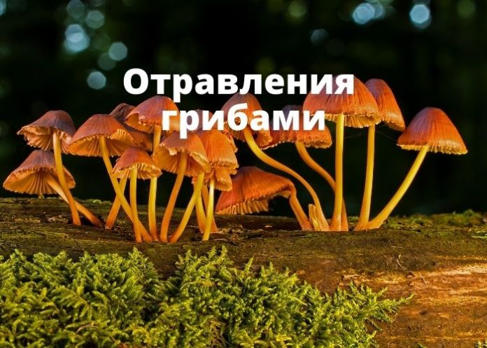 Отравления грибами Отравления грибами