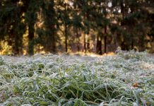 В Приднестровье на следующей неделе ожидаются ночные заморозки погода, заморозки