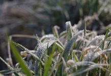 Погода 16 февраля в Приднестровье